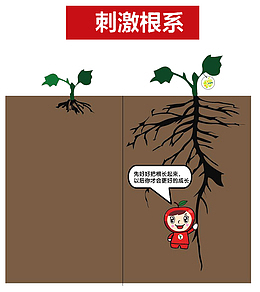 卡通化肥刺激根系功效图