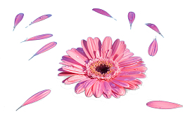 粉色菊花花瓣