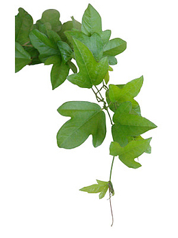 爬墙虎植物