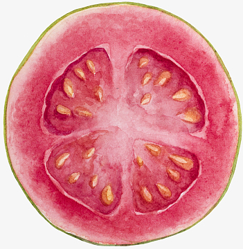 卡通手绘水果装饰海报设计番石榴