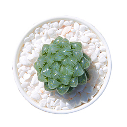 观音莲 多肉植物 姬玉露盆栽