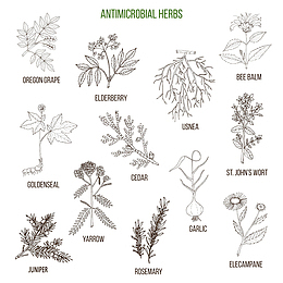 手绘各种植物调料插图免抠