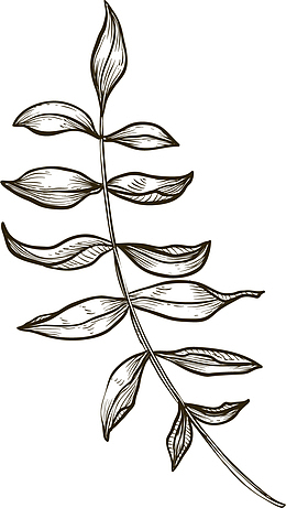 素描灰色叶子