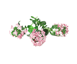 三株百里香植物花图片素材