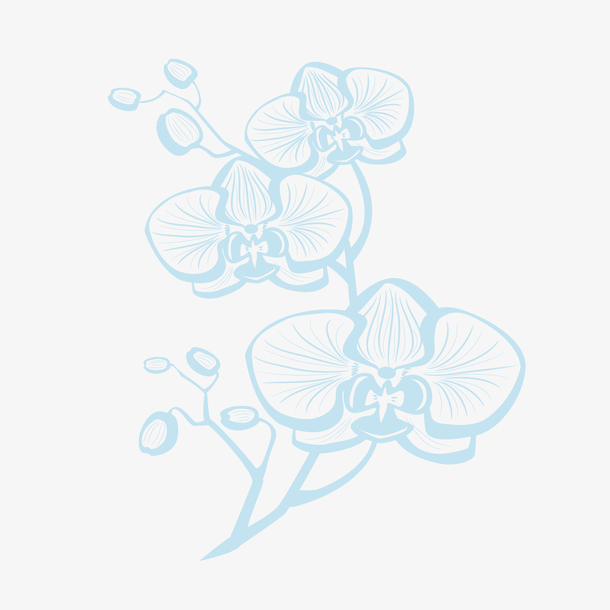 手绘蓝色兰花矢量图