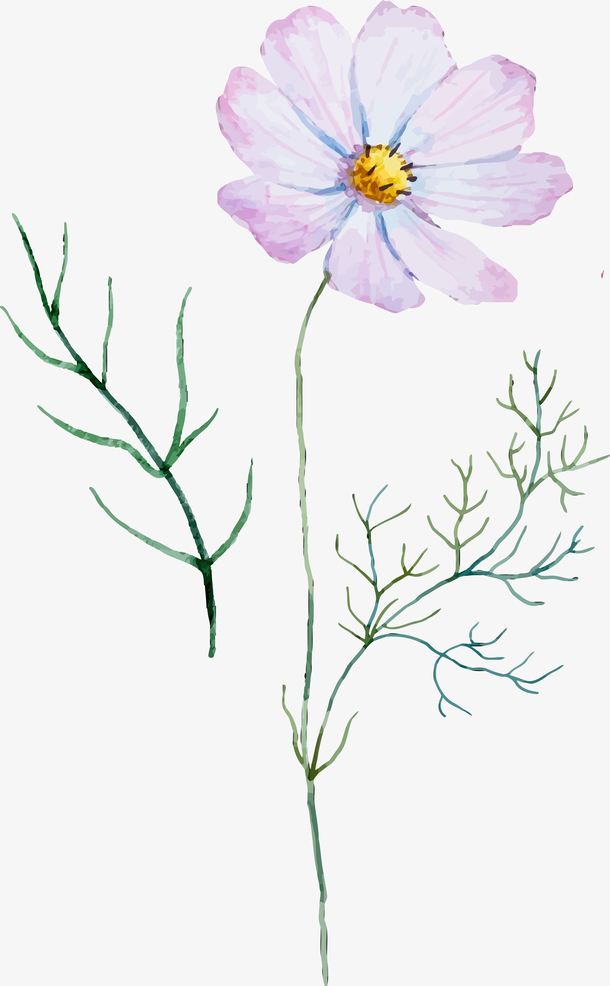 手绘盛开的罂粟花