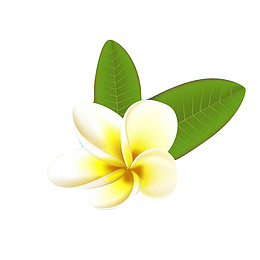 一朵鸡蛋花
