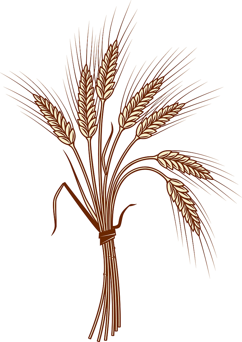 手绘一捆麦子矢量图