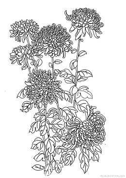 菊花黑白线描画