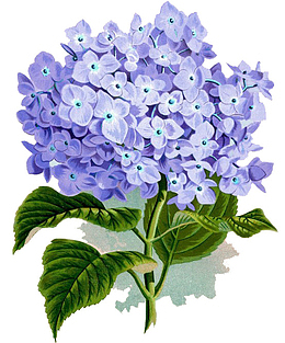 手绘绣球花