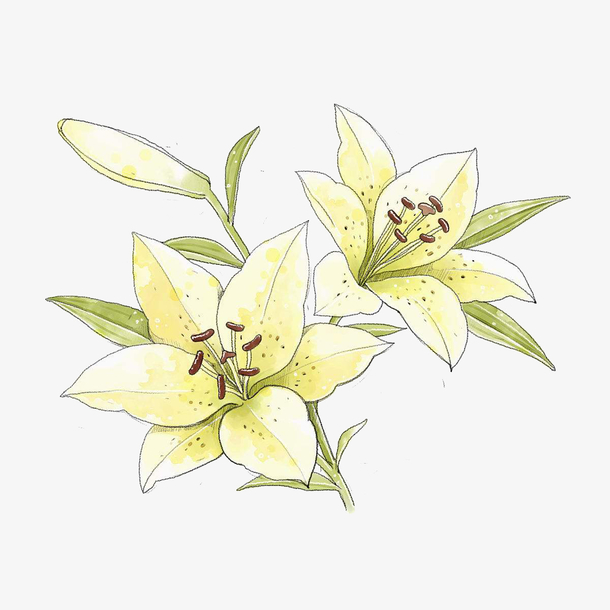 手绘黄色百合花