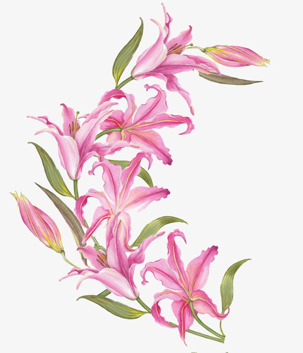 手绘粉色百合花装饰