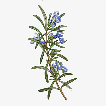 手绘清新开蓝花的迷迭香插画免抠