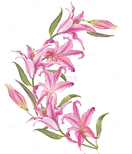 手绘粉色百合花装饰