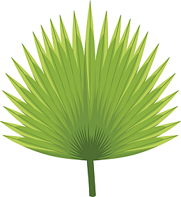 绿色棕榈叶植物素材图