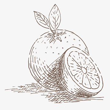 卡通手绘速写水果