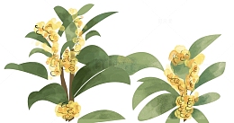 装饰桂花
