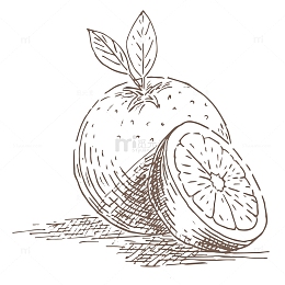 卡通手绘速写水果