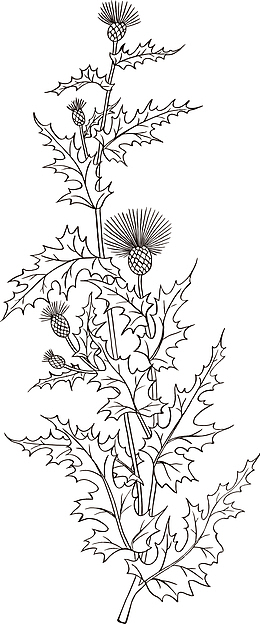 矢量手绘装饰线描蓟花图案