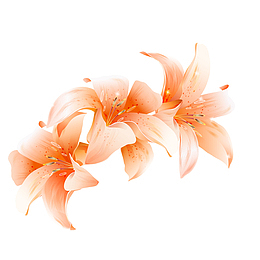 手绘橙色百合花矢量图