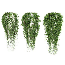 三盆藤蔓鲜草绿色垂吊植物
