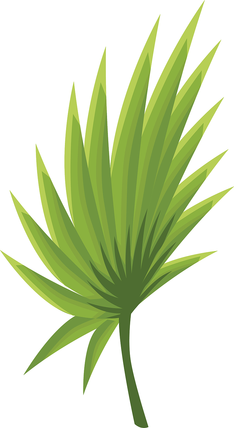 热带植物棕榈叶图