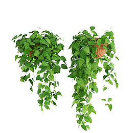 两盆鲜草绿色垂吊植物