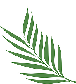 矢量绿色植物棕榈叶图