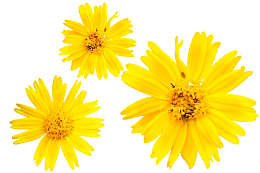 菊花壁纸