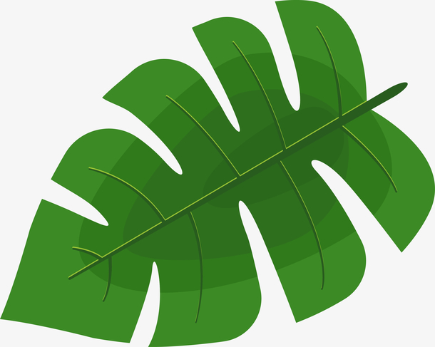 关键词 : 绿色,树木,夏天,树叶,自然,热带,植物,棕榈树,环境,棕榈叶
