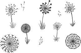 植物开花的草手绘絮球飞行