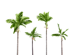 棕树植物图片素材