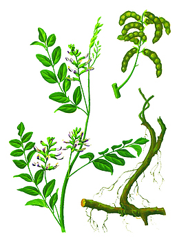 彩色艾叶草手绘植物