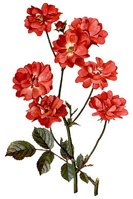 手绘红色月季花