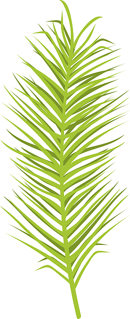 热带植物棕榈叶矢量图