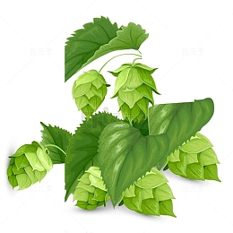 啤酒花png素材