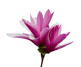 紫色香味茂盛盛开的玉兰花瓣实物