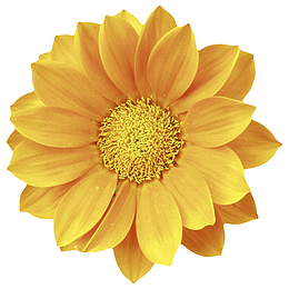 黄色有观赏性带白点的一朵大花实