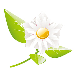 手绘矢量白色小菊花
