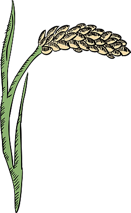 绿色青稞植物手绘图