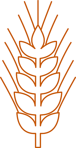 青稞谷物手绘矢量图