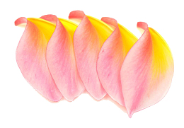 粉色鸡蛋花瓣