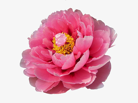 艺术粉花素材_艺术粉花图片元素-觅元素