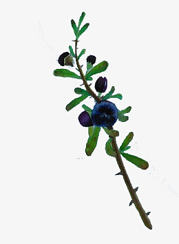 手绘黑色枸杞