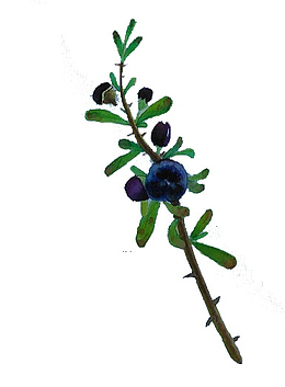 手绘黑色枸杞