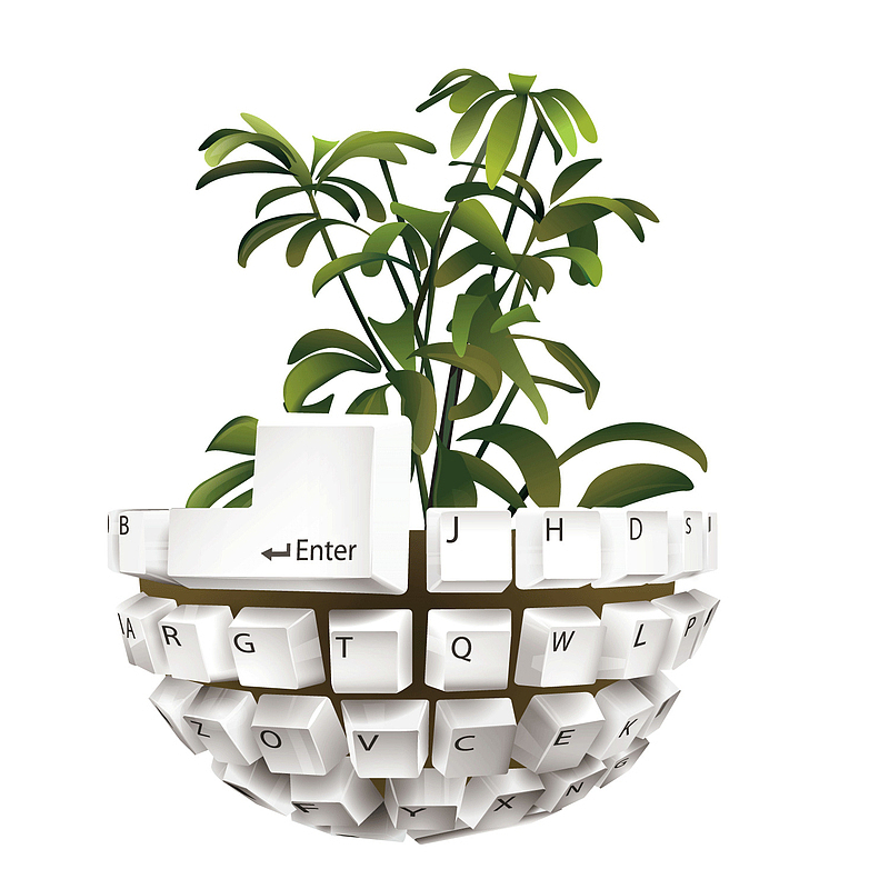 白色键盘植物