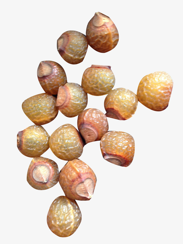 散着的无患子图片素材