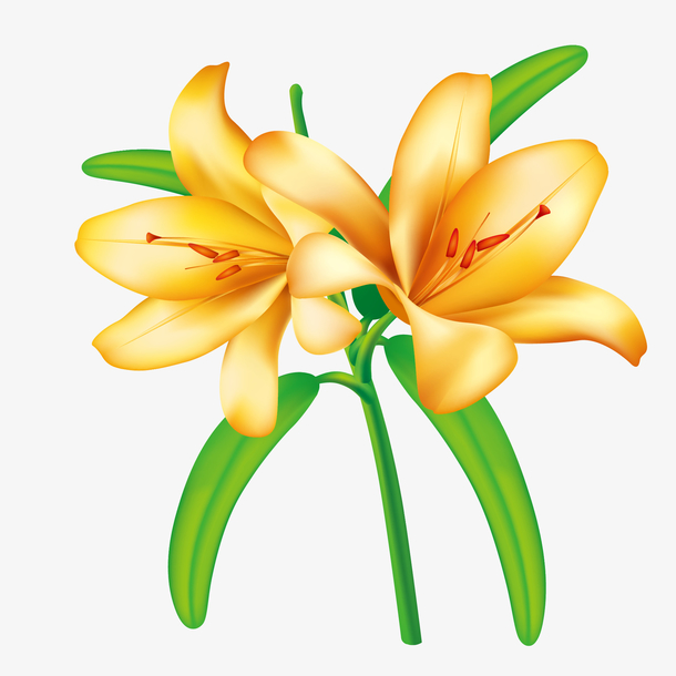 矢量盛开百合花