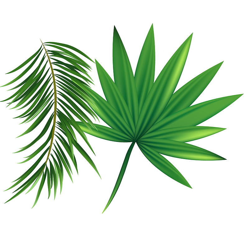 绿色热带植物叶子矢量图