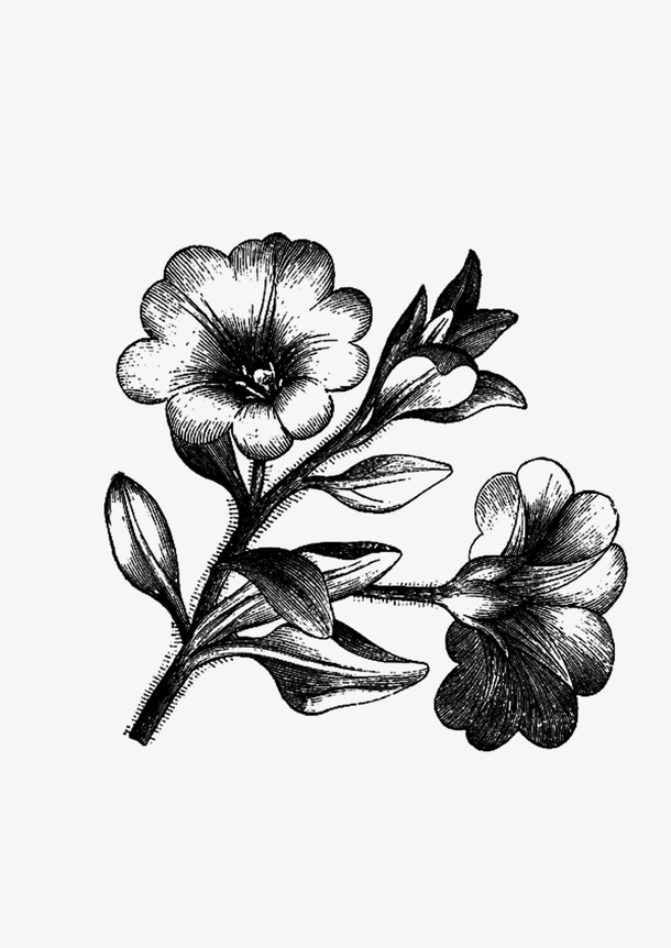 以花朵为主题的黑白画图片